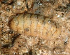 Lepidopleurus cajetanus