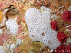 Lissoclinum perforatum