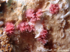 Miniacina miniacea