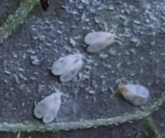 Aleyrodes proletella