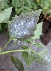 Aleyrodes proletella