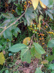Solanum stellatiglandulosum