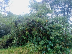 Solanum stellatiglandulosum