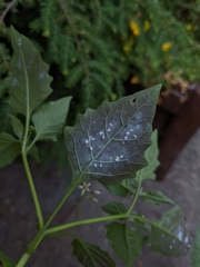 Aleyrodes proletella