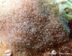 Turbicellepora