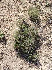 Artemisia pygmaea