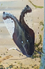 Bertholdia