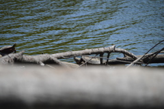 Chelydra serpentina