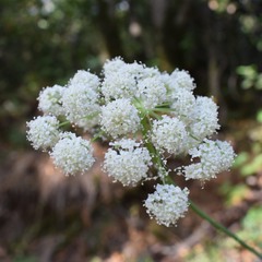 Angelica tomentosa