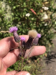 Cirsium arvense