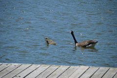 Branta canadensis
