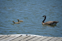 Branta canadensis