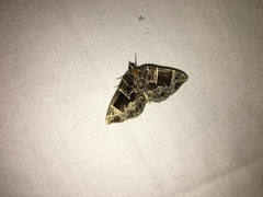 Gandaritis atricolorata