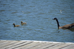 Branta canadensis