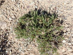Artemisia pygmaea