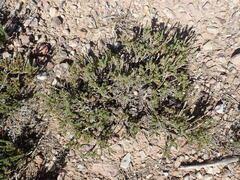 Artemisia pygmaea