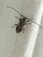 Exocentrus punctipennis