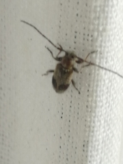 Exocentrus punctipennis