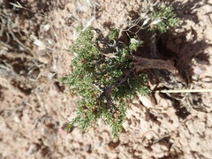 Artemisia pygmaea