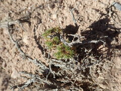 Artemisia pygmaea