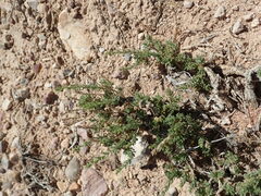 Artemisia pygmaea