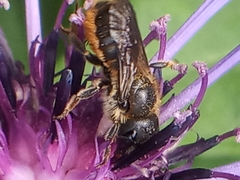 Megachilinae