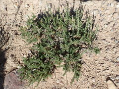 Artemisia pygmaea