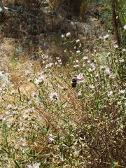Monardella stoneana