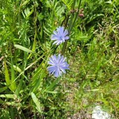Cichorium intybus