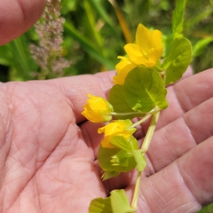 Lysimachia nummularia