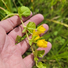 Lysimachia nummularia