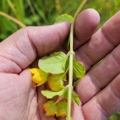 Lysimachia nummularia