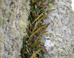 Elaphoglossum gayanum