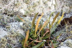 Elaphoglossum gayanum