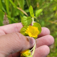 Lysimachia nummularia
