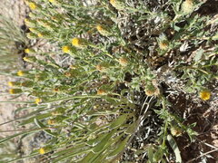 Xanthisma grindelioides grindelioides