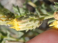 Xanthisma grindelioides grindelioides