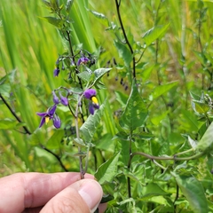 Solanum dulcamara