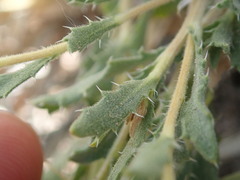 Xanthisma grindelioides grindelioides