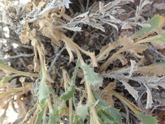 Xanthisma grindelioides grindelioides