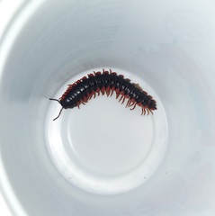 Rudiloria kleinpeteri