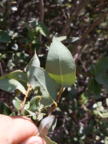 Image of Quercus cedrosensis by no rights reserved