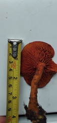 Erythrophylloporus