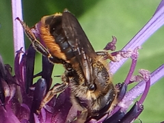 Megachilinae