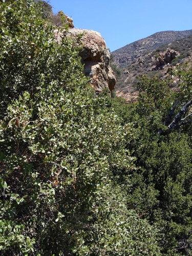 Image of Quercus cedrosensis by no rights reserved