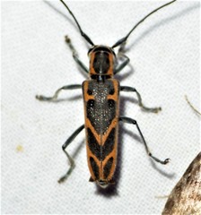 Saperda tridentata