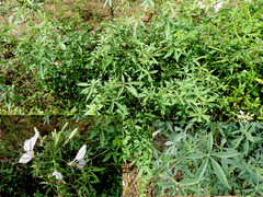 Tarenaya longicarpa