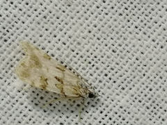 Scoparia ingratella