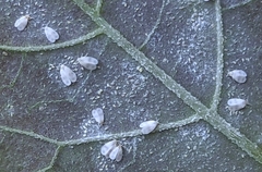 Aleyrodes proletella