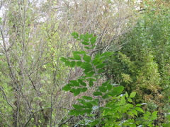Fraxinus pennsylvanica lanceolata